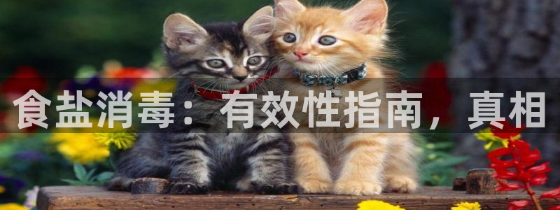 威九国际66m66大陆