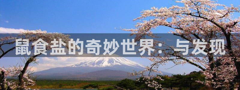 保定威九网络科技有限公司怎么样