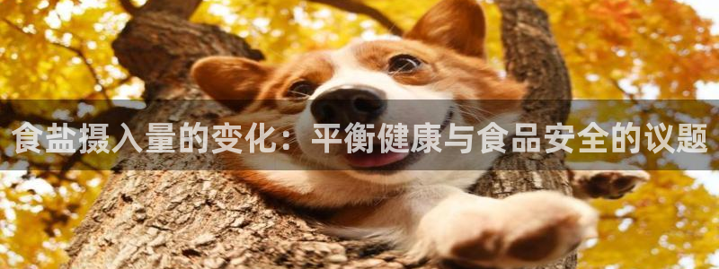 66m威九国际精选