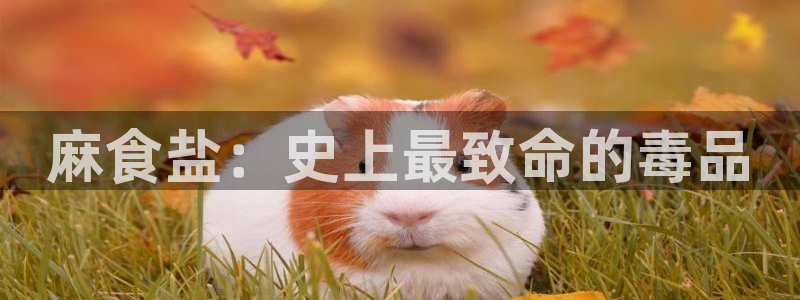 78mapp威九国际一